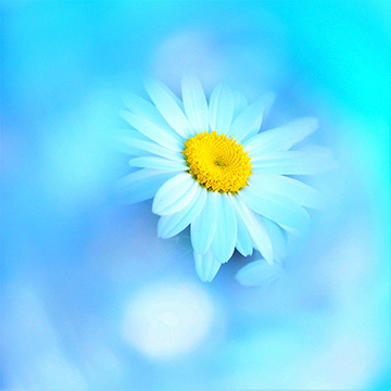 Nature_113_blue daisy_LO.jpg